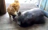 ������� �������� ����