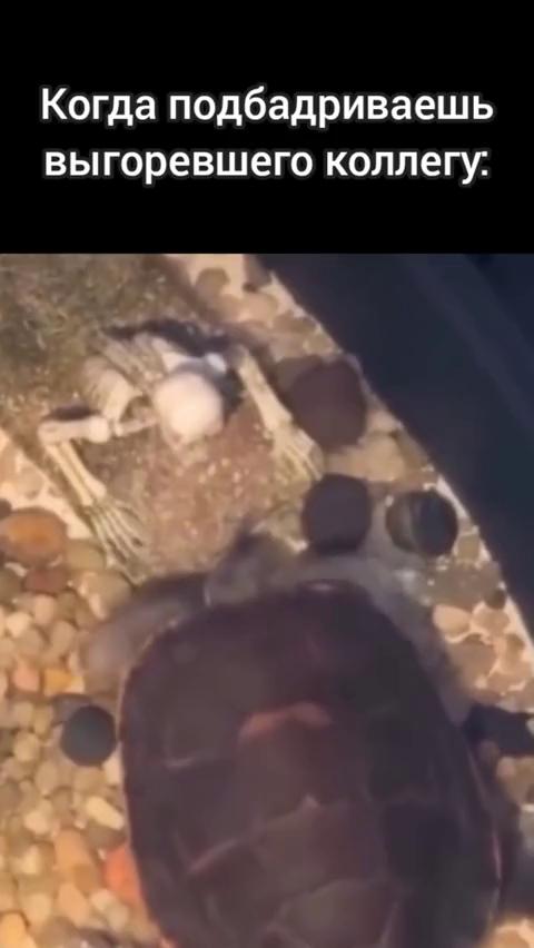 ������