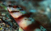 ���� ������ / Soul of the Ocean - �����