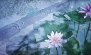   / Stellar Transformation - 6 , 26 