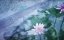   / Stellar Transformation - 6 , 26 