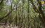    / Wild Canary Islands / Wilde Kanaren - 