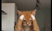 Тик Ток коты, Китай, конец сентября