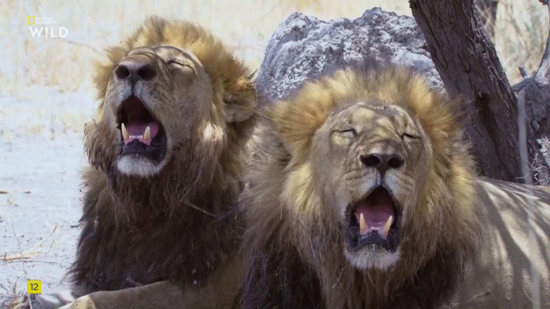 ������