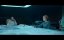 ׸  / Svart krabba - 