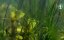   / The Young Sea - 