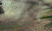 ������ ������ / Kirin ga kuru - 1 �����, 39 �����