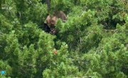 Дикая природа Карпат / Into the Carpathian Wild - 1 сезон, 3 серия "Осень"
