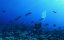    / Sharks of Lost Island - 