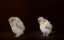   / .     / Super-Powered Owls - 