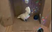 ������ ��������