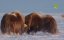   -     / Americas Arctic  A Refuge Imperiled - 