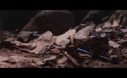   /  Lie zui tu jian (Under the Skin) - 2 , 5 