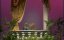 ������-��� / The Muppet Show - 4 �����, 21 �����