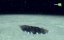       / Alien Life and Where to Find It - 