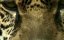  -   / Jaguar - King of the Jungle - 