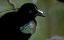   /   / Birds of Paradise - 