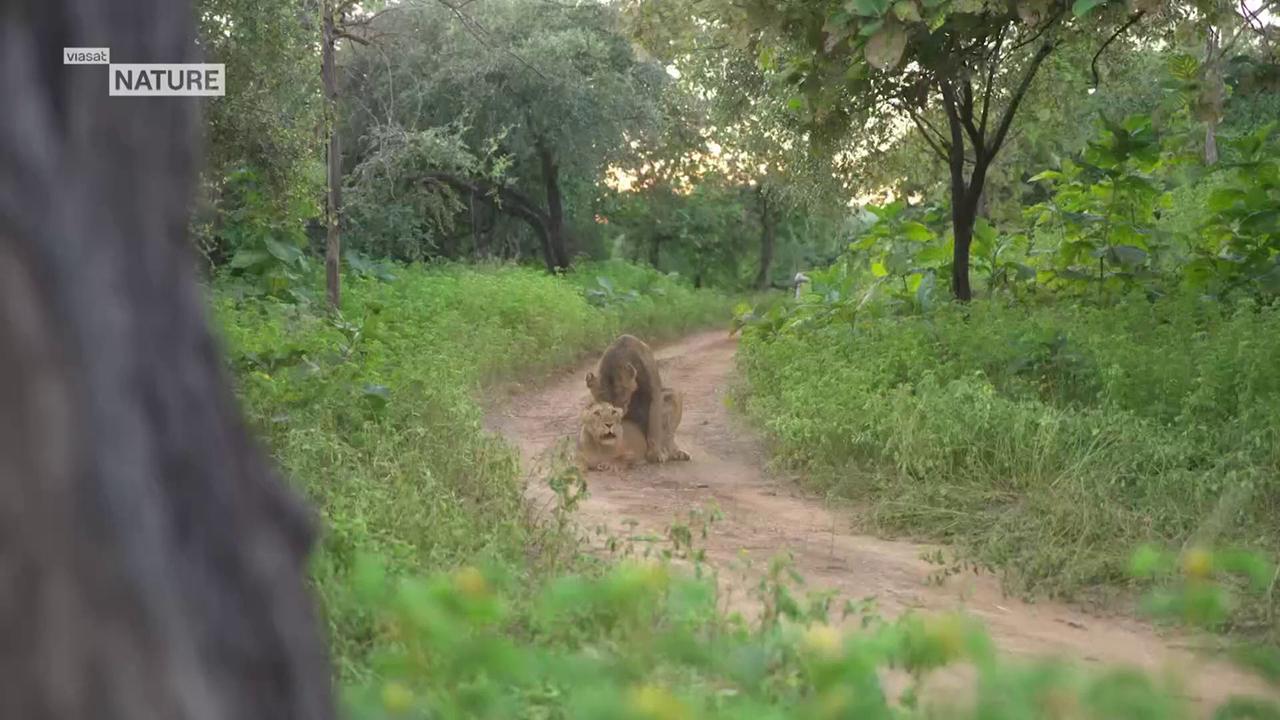 ������