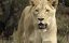   / Brothers in Blood: The Lions of Sabi Sand - 