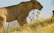      / Big Cats 24/7 - 2 , 6 
