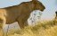      / Big Cats 24/7 - 2 , 6 