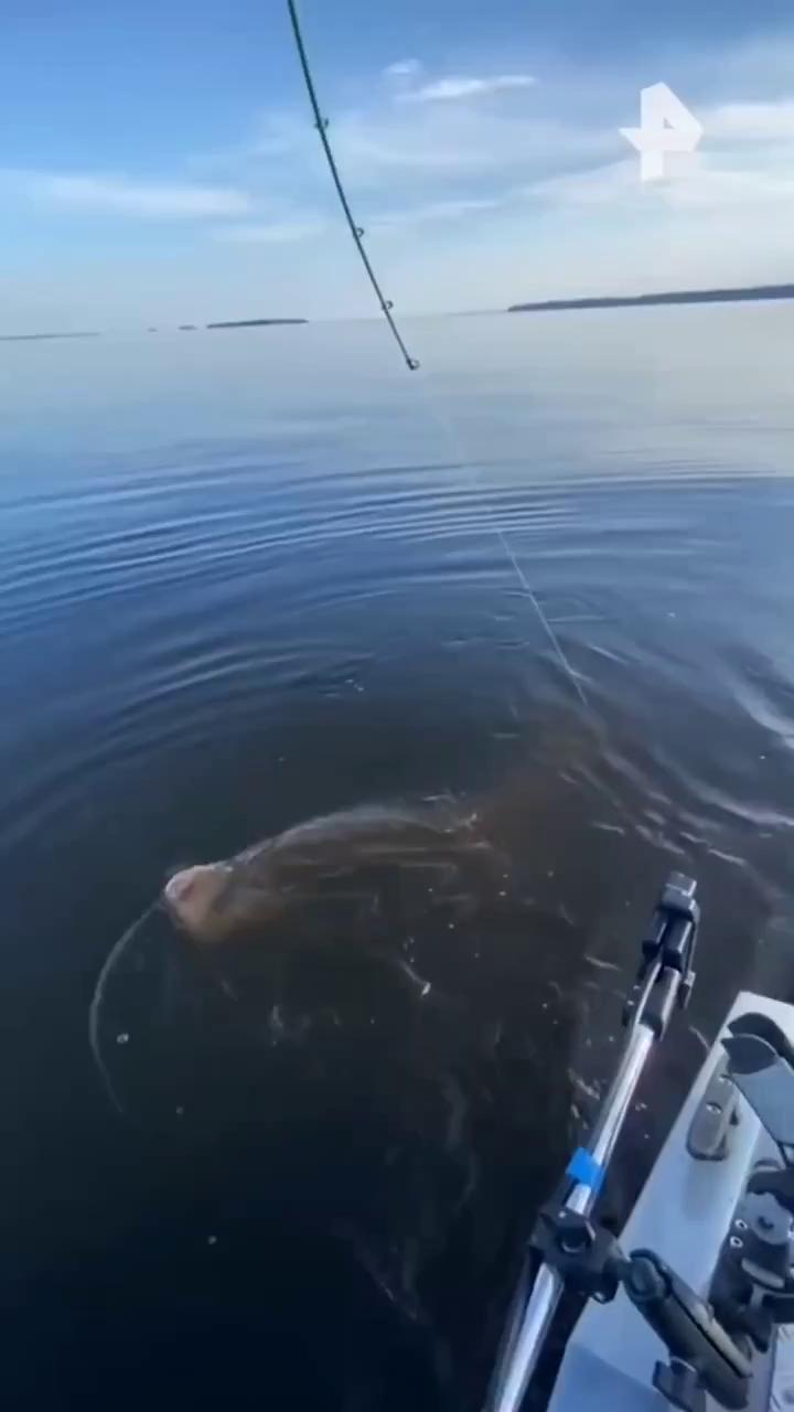 ������