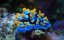 ������ ����������� ���� / Puff: Wonders of the Reef - ������� �������