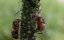      / David Attenborough's Ant Mountain - 