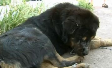 Полиция Феникса: Отдел по защите животных / Animal Cops: Phoenix - 1 сезон, 6 серия 