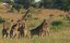 �����: ����������� ������ / Giraffe. African Giant / Giraffe � Up high and personal - �����