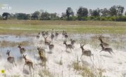 ��������� �������� / Crocodiles of the Okavango - �����