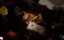  2 / The Wailer 2 - 