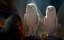    / Legend of the Guardians: The Owls of GaHoole - 