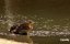  / Crocodile Kingdom - 