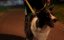 ,  / Rekni to psem - 