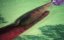 ������������ ������ / Coiling Dragon - 1 �����, 10 �����