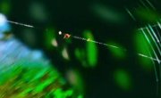 ���� Cyclosa ������ �������