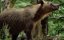   / The Return of the Bears - 