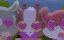 ��� � ��� ������ / YooHoo & Friends - 2 �����, 6 ����� "����� - �����������"