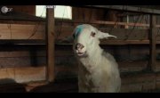 Овцы / Sheep - 1 сезон, 5 серия