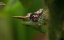   / Planet of the Reptiles - 