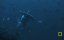    -   / Shark Side of the Moon - 