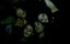   / Vampire Clan - 