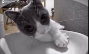 🐾 �� �� ��, ����� �������...