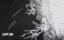   / Tahoe Joe - 