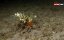   / Strange Creatures Of The Batangas Sea - 