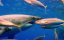 ������ ����� ������: ������ � �������� / Defying Death: Surviving Jaws - �����