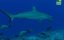    / Shark Sex - 