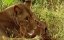 ������ ������ / Heart of a Lioness - �������