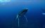     :     / The Loneliest Whale: The Search for 52 - 